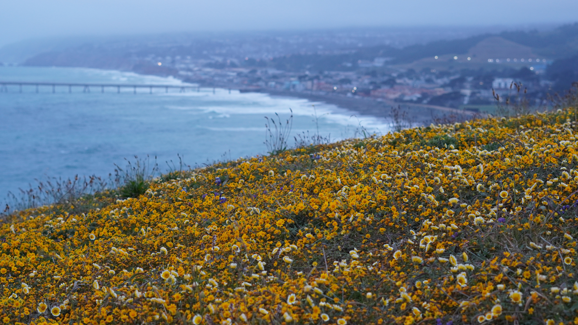 The best place to see wildflower bloom in Bay Area - Hiking Mori point